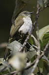 Bulbul à bec grêle