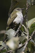 Slender-billed Greenbul