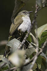 Bulbul à bec grêle