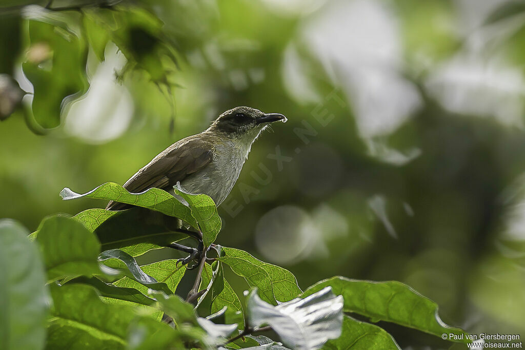 Bulbul à bec grêleadulte