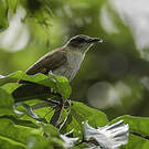 Bulbul à bec grêle