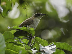 Bulbul à bec grêle