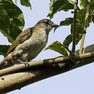 Bulbul à bec grêle