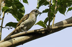 Bulbul à bec grêle
