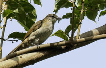 Bulbul à bec grêle