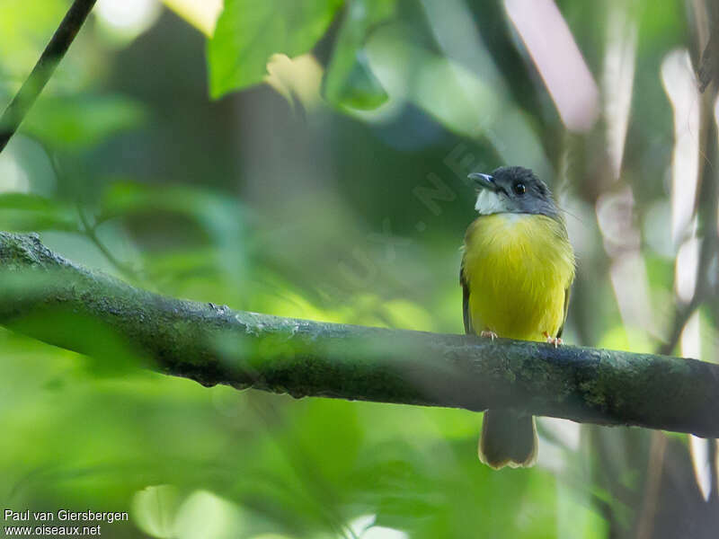 Bulbul à calotte griseadulte, identification