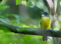 Bulbul à calotte grise