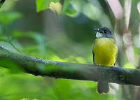 Bulbul à calotte grise