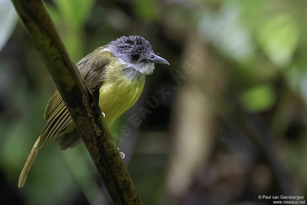 Bulbul à calotte griseadulte