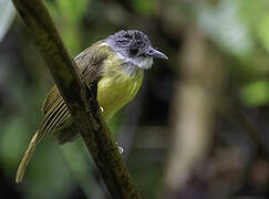 Yellow-bellied Bulbul