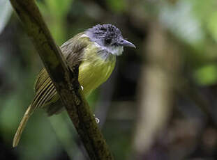 Bulbul à calotte grise