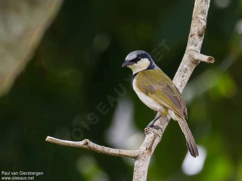 Black-collared Bulbuladult, identification