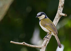 Black-collared Bulbul