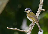 Bulbul à collier noir