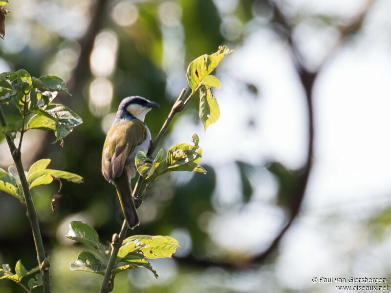 Black-collared Bulbul