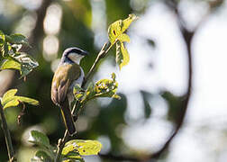 Black-collared Bulbul