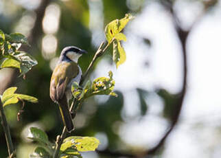 Bulbul à collier noir