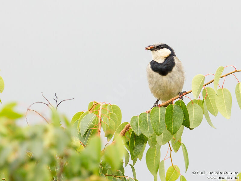 Bulbul à collier noir