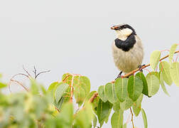 Bulbul à collier noir