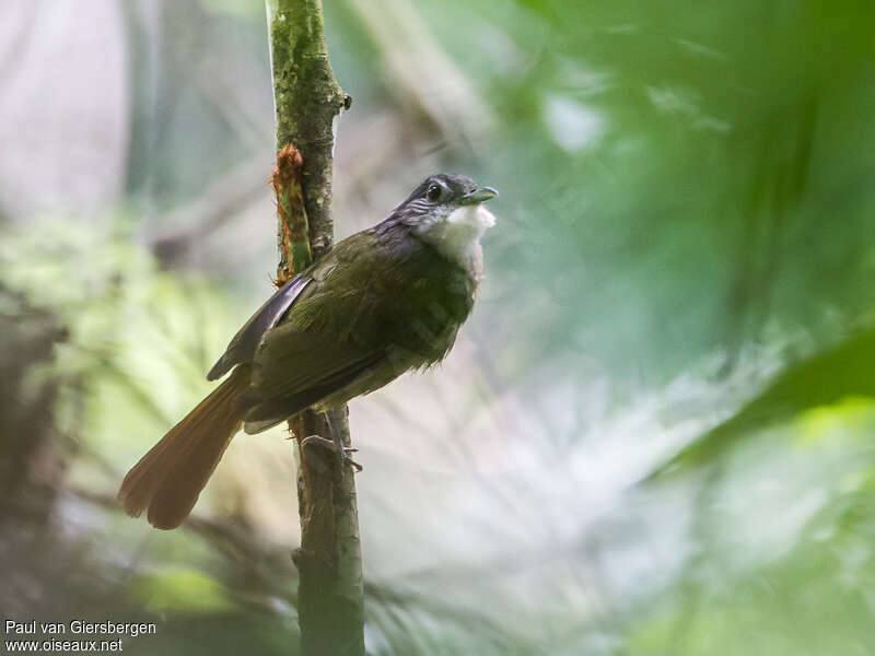 Bulbul à dos vertadulte, identification