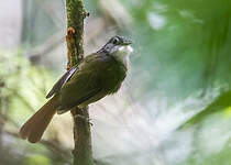 Bulbul à dos vert