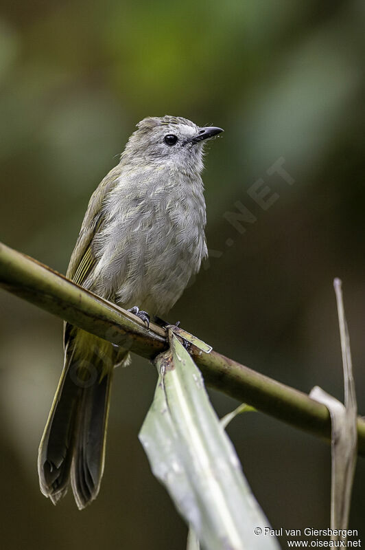 Bulbul à face pâleadulte