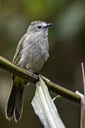 Pale-faced Bulbul