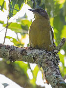 Olive-headed Greenbul