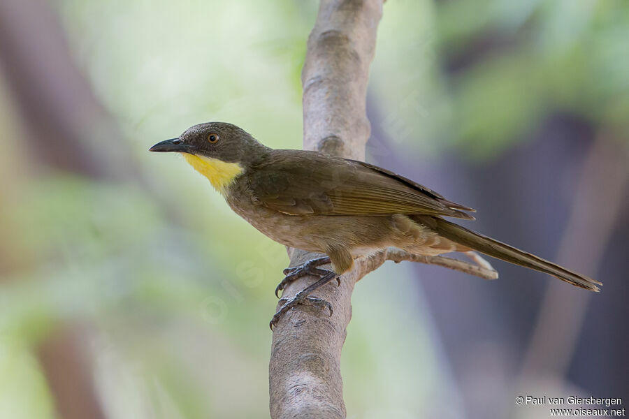 Yellow-throated Leaflove