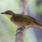Bulbul à gorge claire