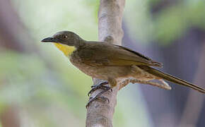 Bulbul à gorge claire