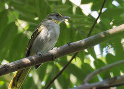 Bulbul à gorge jaune