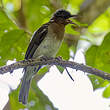 Bulbul à gorge rousse