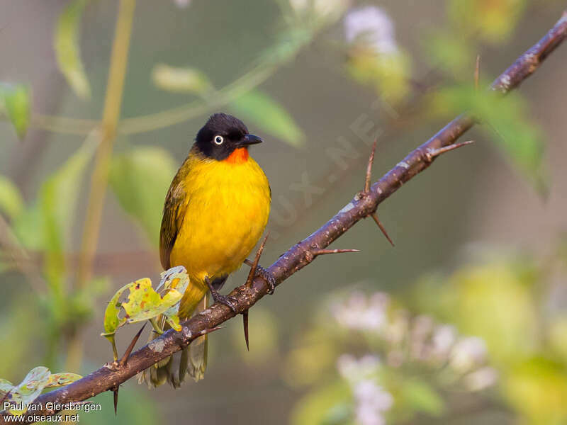 Bulbul à gorge rubisadulte, identification