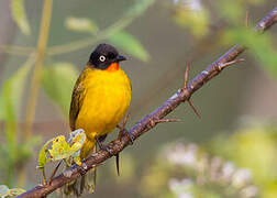 Flame-throated Bulbul