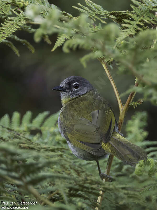 Bulbul à gorge verteadulte, identification