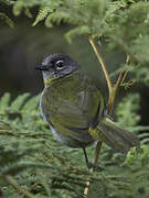 Yellow-throated Mountain Greenbul