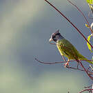 Bulbul à gros bec