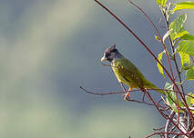 Bulbul à gros bec