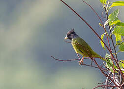 Crested Finchbill