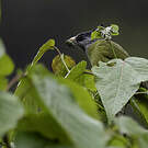 Bulbul à gros bec