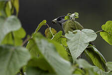 Bulbul à gros bec
