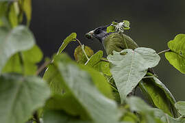 Crested Finchbill
