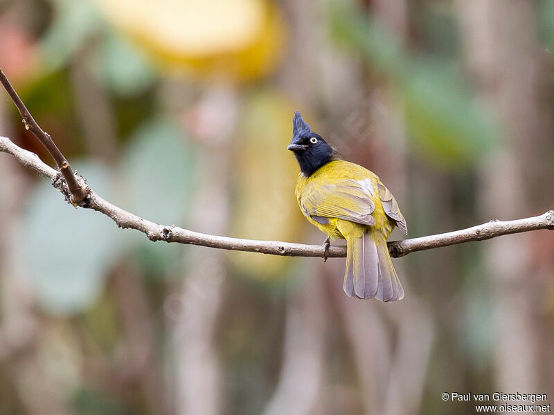 Bulbul à huppe noireadulte