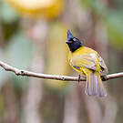 Bulbul à huppe noire