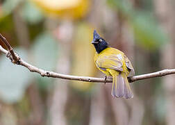 Black-crested Bulbul