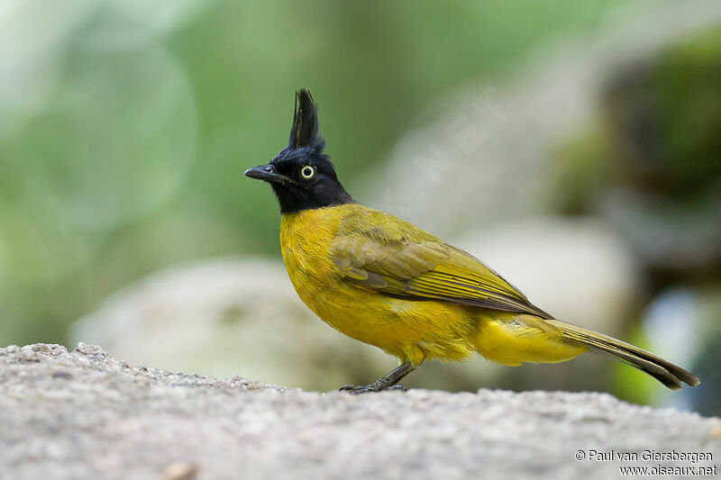 Bulbul à huppe noire