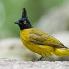 Bulbul à huppe noire