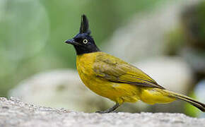 Black-crested Bulbul