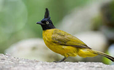 Bulbul à huppe noire